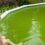 eau de piscine verte remède de grand-mère