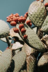 comment rempoter un cactus