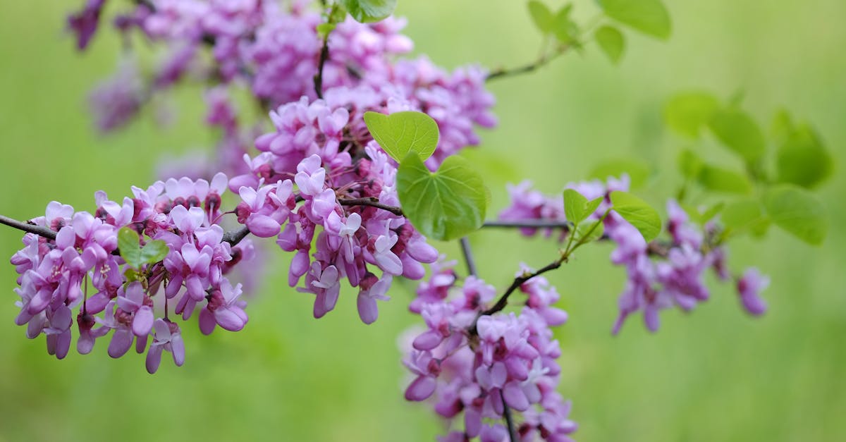 découvrez les inconvénients de l'arbre de judée, ses limites en jardinage et comment gérer ses contraintes pour un meilleur entretien.