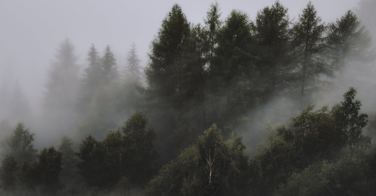 découvrez les inconvénients de l'arbre de judée, ses points faibles et les défis liés à sa culture et son entretien.